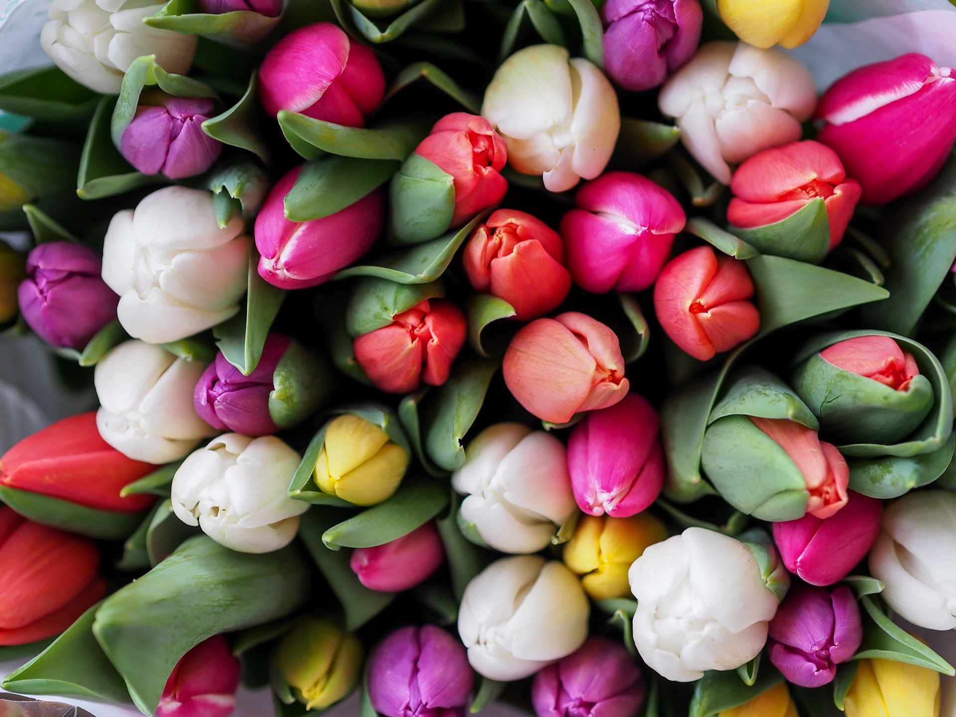 [Translate to English:] Blumen